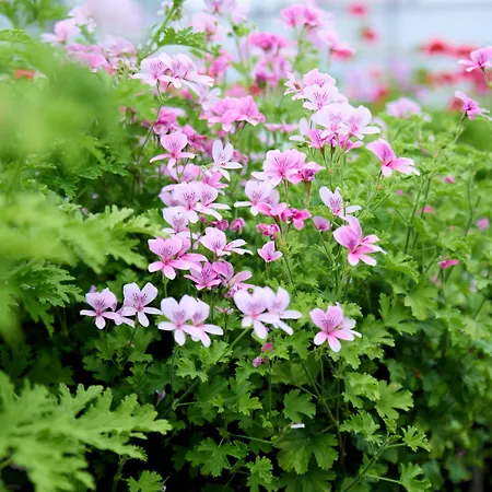 Danhostel Vitskøl Kloster Ranum